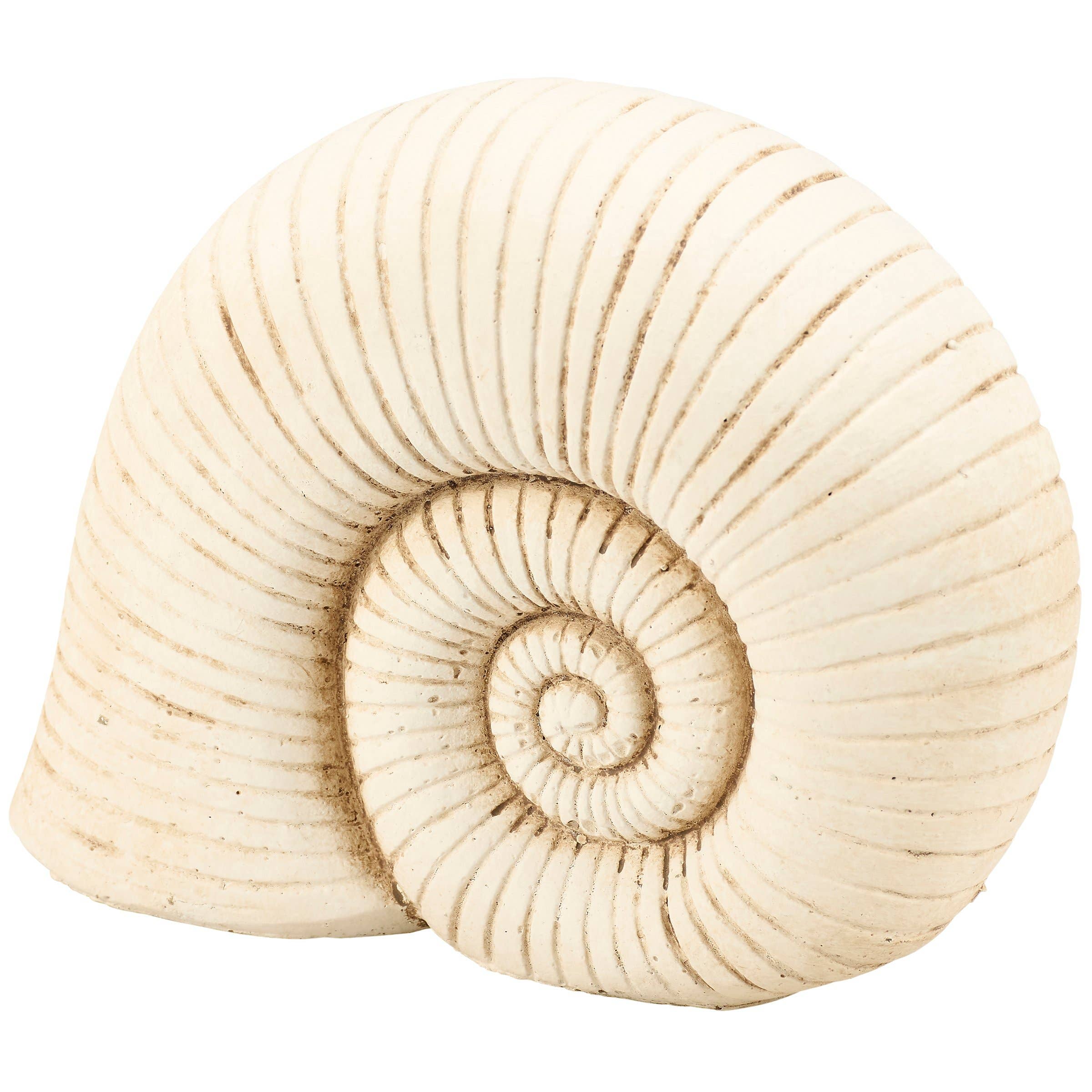 Weathered Nautilus Shell