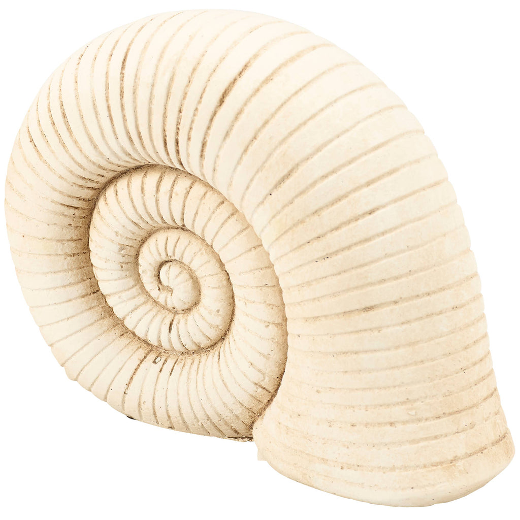 Weathered Nautilus Shell