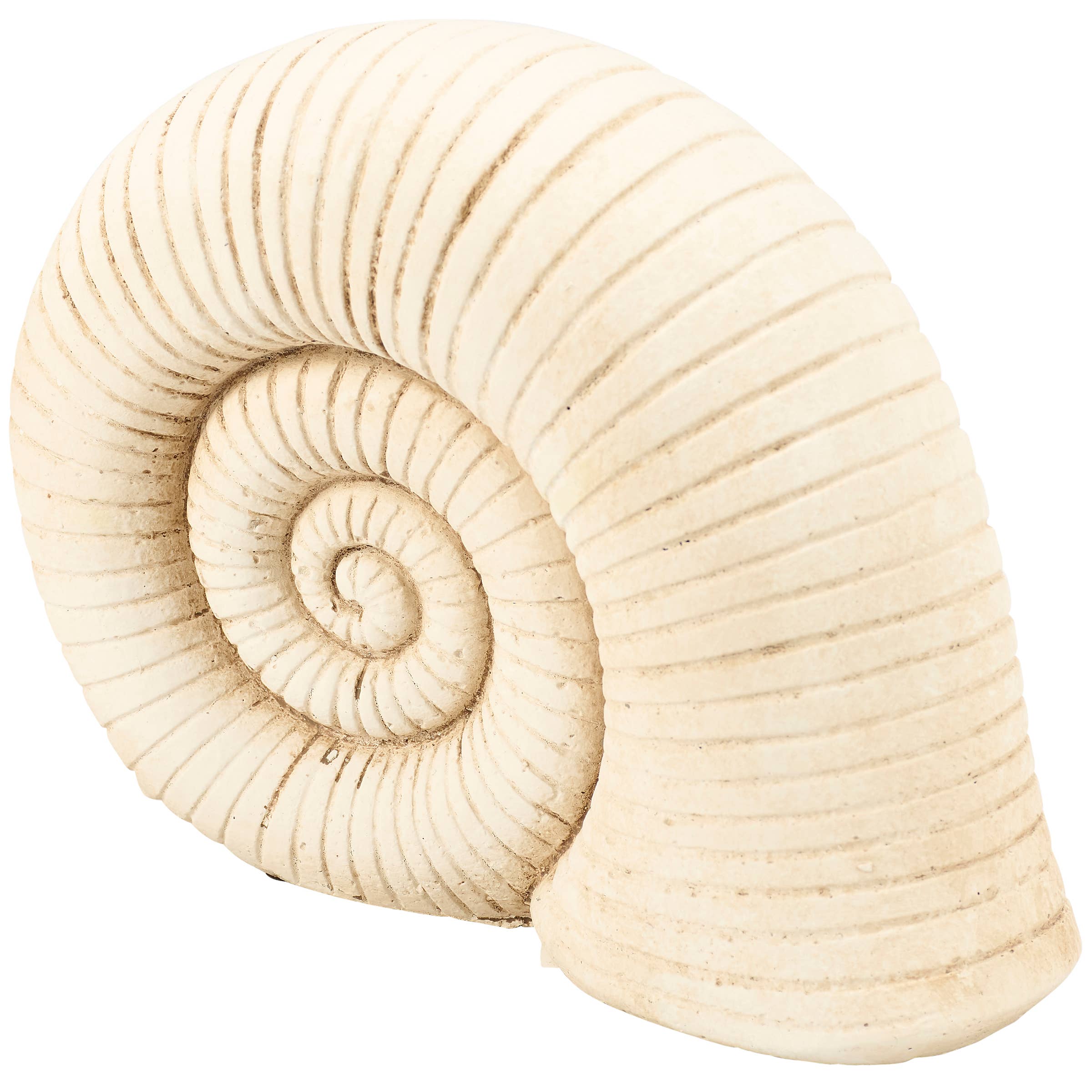 Weathered Nautilus Shell