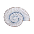 Blue Ombre Spiral Shell