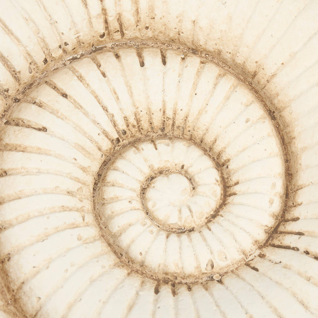 Weathered Nautilus Shell